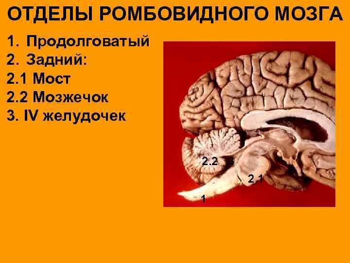 ОТДЕЛЫ РОМБОВИДНОГО МОЗГА 1. Продолговатый 2. Задний: 2. 1 Мост 2. 2 Мозжечок 3.