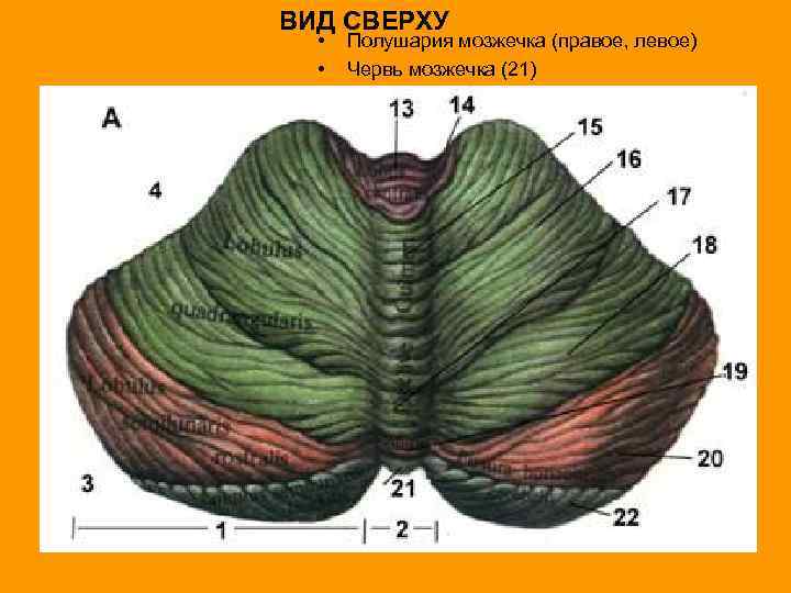 ВИД СВЕРХУ • • Полушария мозжечка (правое, левое) Червь мозжечка (21) 