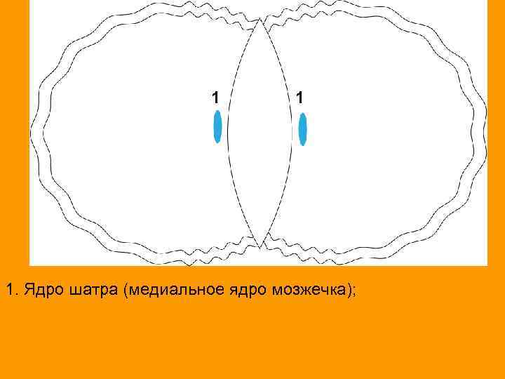 1 1 1. Ядро шатра (медиальное ядро мозжечка); 