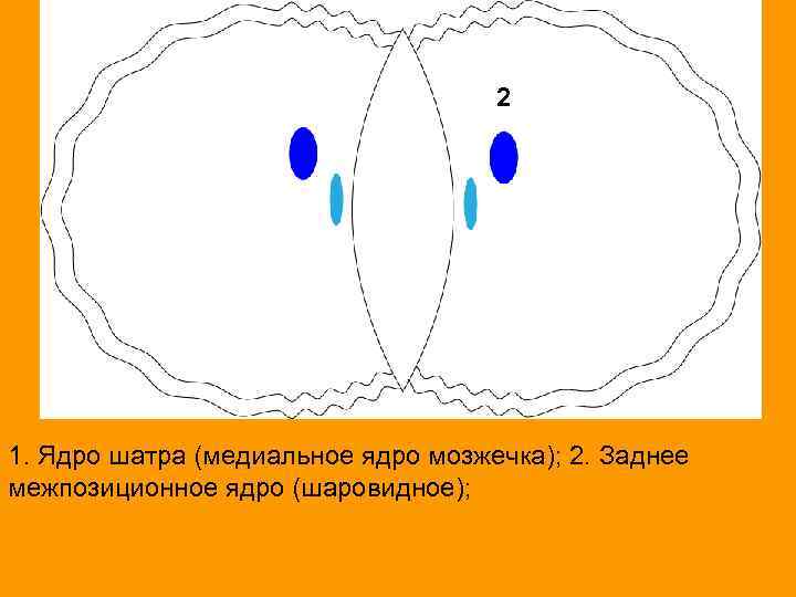 2 2 2 1. Ядро шатра (медиальное ядро мозжечка); 2. Заднее межпозиционное ядро (шаровидное);