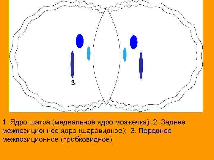 3 3 3 1. Ядро шатра (медиальное ядро мозжечка); 2. Заднее межпозиционное ядро (шаровидное);