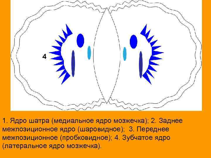 4 4 4 1. Ядро шатра (медиальное ядро мозжечка); 2. Заднее межпозиционное ядро (шаровидное);