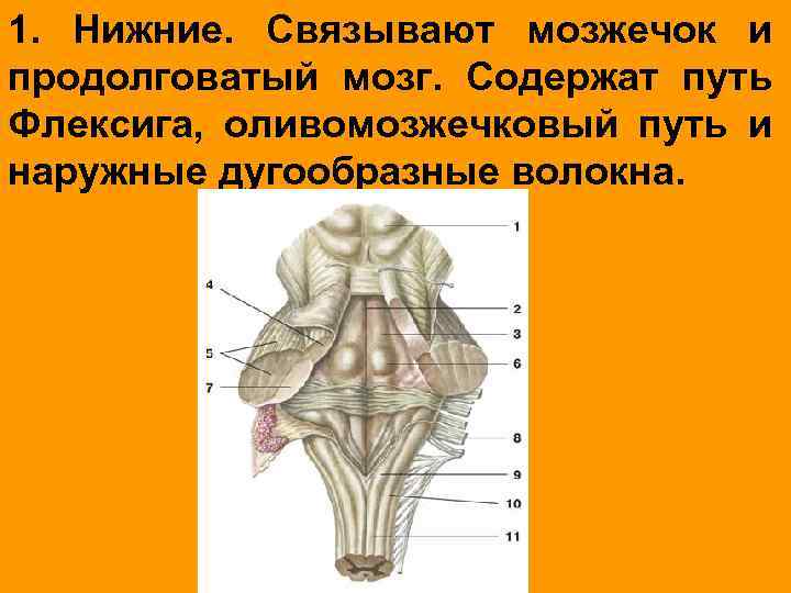 1. Нижние. Связывают мозжечок и продолговатый мозг. Содержат путь Флексига, оливомозжечковый путь и наружные