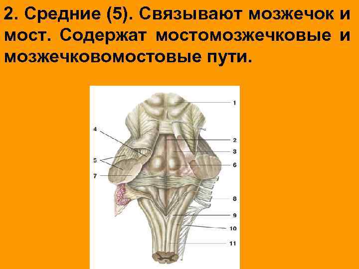 2. Средние (5). Связывают мозжечок и мост. Содержат мостомозжечковые и мозжечковомостовые пути. 