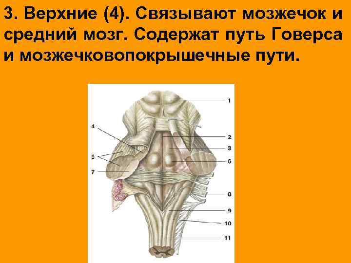 3. Верхние (4). Связывают мозжечок и средний мозг. Содержат путь Говерса и мозжечковопокрышечные пути.