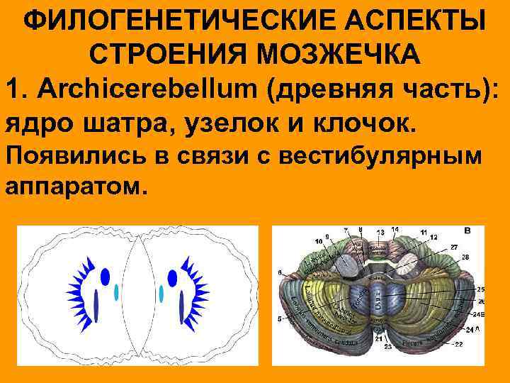 ФИЛОГЕНЕТИЧЕСКИЕ АСПЕКТЫ СТРОЕНИЯ МОЗЖЕЧКА 1. Archicerebellum (древняя часть): ядро шатра, узелок и клочок. Появились