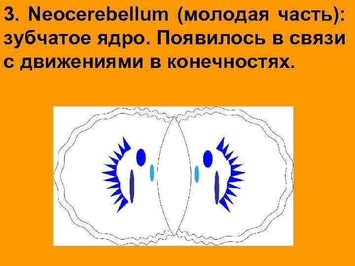 3. Neocerebellum (молодая часть): зубчатое ядро. Появилось в связи с движениями в конечностях. 