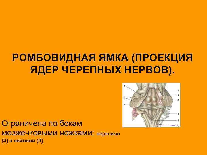 РОМБОВИДНАЯ ЯМКА (ПРОЕКЦИЯ ЯДЕР ЧЕРЕПНЫХ НЕРВОВ). Ограничена по бокам мозжечковыми ножками: верхними (4) и