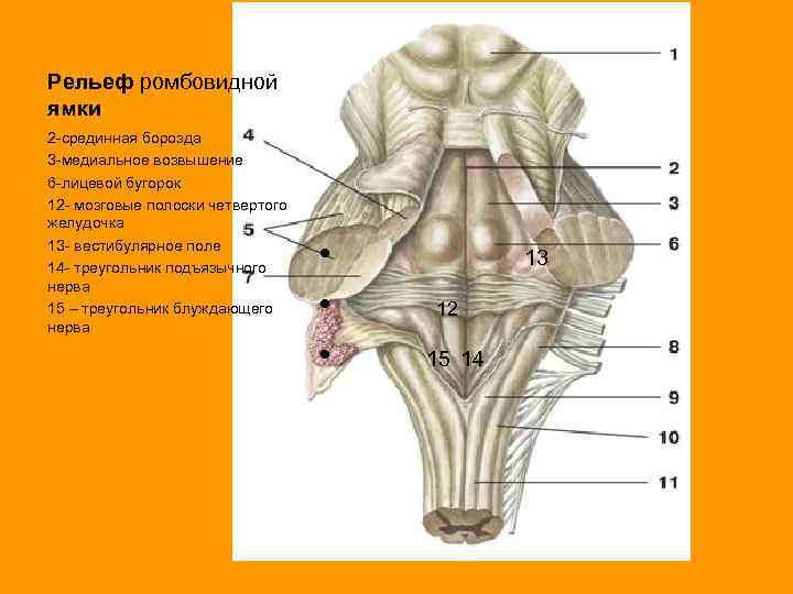 Рельеф ромбовидной ямки 2 -срединная борозда 3 -медиальное возвышение 6 -лицевой бугорок 12 -