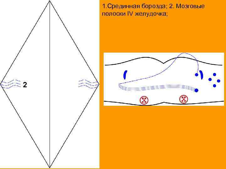 1. Срединная борозда; 2. Мозговые полоски IV желудочка; 2 