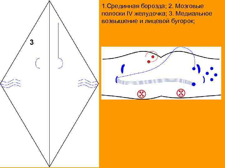 1. Срединная борозда; 2. Мозговые полоски IV желудочка; 3. Медиальное возвышение и лицевой бугорок;