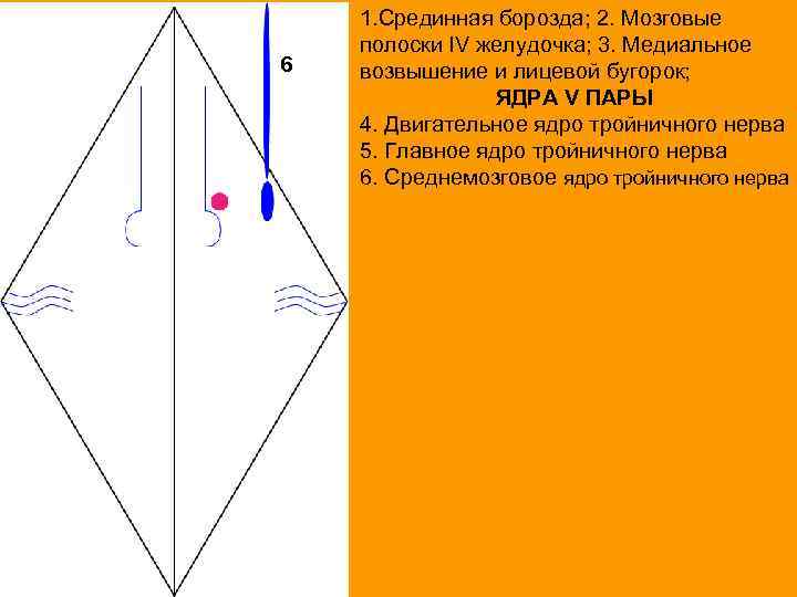 6 1. Срединная борозда; 2. Мозговые полоски IV желудочка; 3. Медиальное возвышение и лицевой