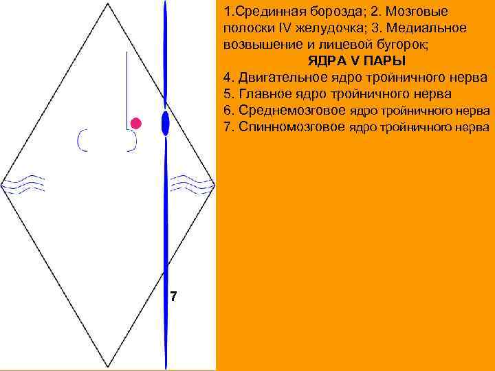 1. Срединная борозда; 2. Мозговые полоски IV желудочка; 3. Медиальное возвышение и лицевой бугорок;