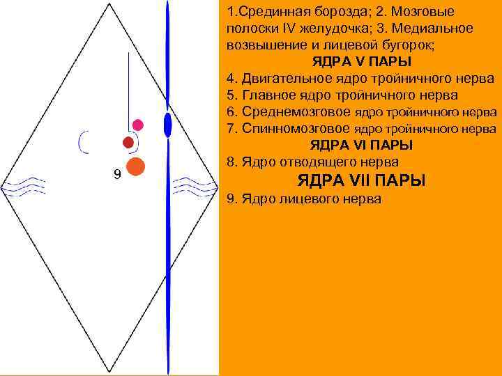 9 1. Срединная борозда; 2. Мозговые полоски IV желудочка; 3. Медиальное возвышение и лицевой