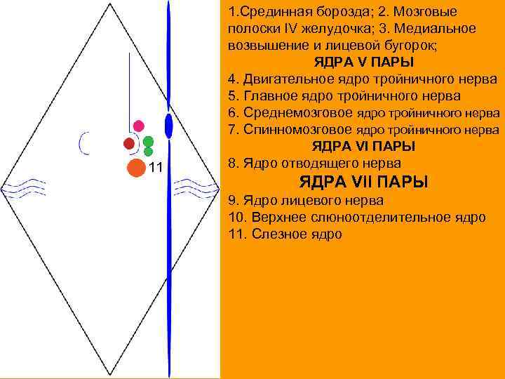 11 1. Срединная борозда; 2. Мозговые полоски IV желудочка; 3. Медиальное возвышение и лицевой