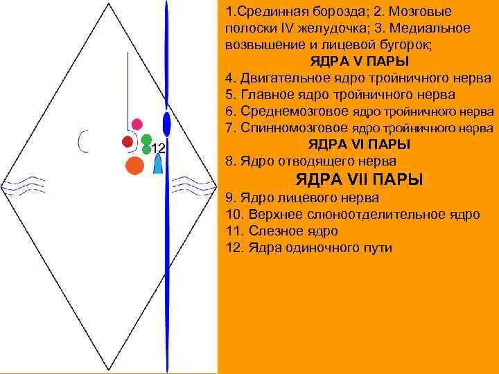 12 1. Срединная борозда; 2. Мозговые полоски IV желудочка; 3. Медиальное возвышение и лицевой