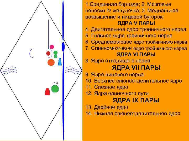 1. Срединная борозда; 2. Мозговые полоски IV желудочка; 3. Медиальное возвышение и лицевой бугорок;