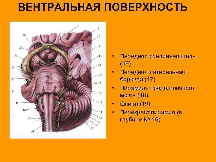 ВЕНТРАЛЬНАЯ ПОВЕРХНОСТЬ • Передняя срединная щель (16) • Передняя латеральная борозда (17) • Пирамида