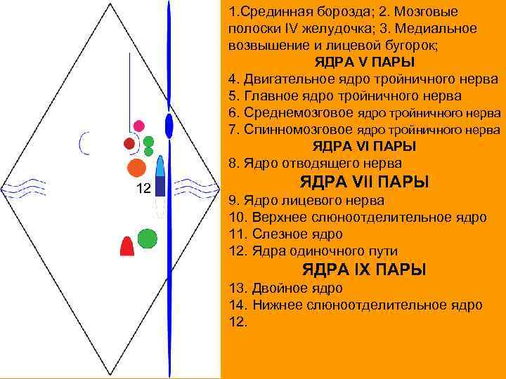 1. Срединная борозда; 2. Мозговые полоски IV желудочка; 3. Медиальное возвышение и лицевой бугорок;