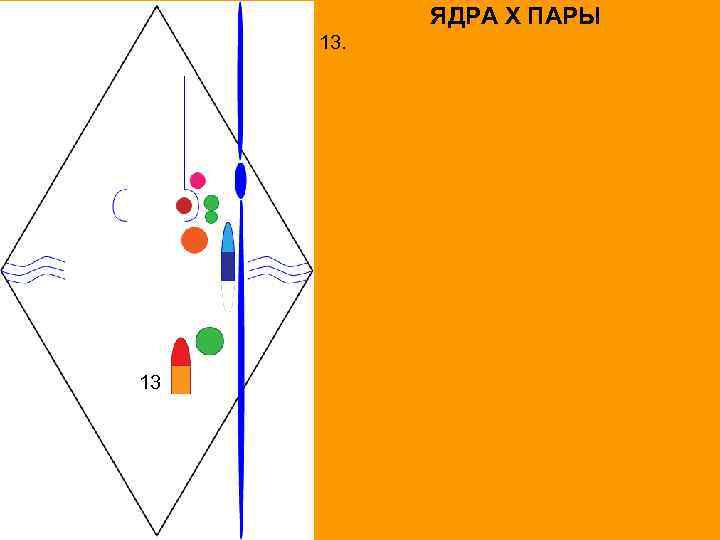 ЯДРА X ПАРЫ 13. 13 