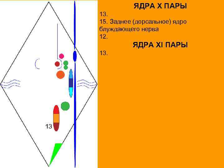 ЯДРА X ПАРЫ 13. 15. Заднее (дорсальное) ядро блуждающего нерва 12. ЯДРА XI ПАРЫ