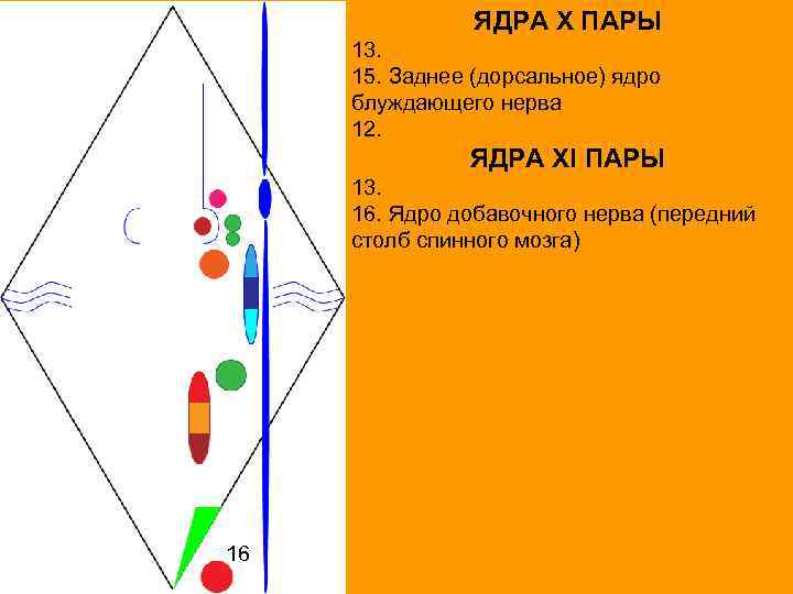 ЯДРА X ПАРЫ 13. 15. Заднее (дорсальное) ядро блуждающего нерва 12. ЯДРА XI ПАРЫ