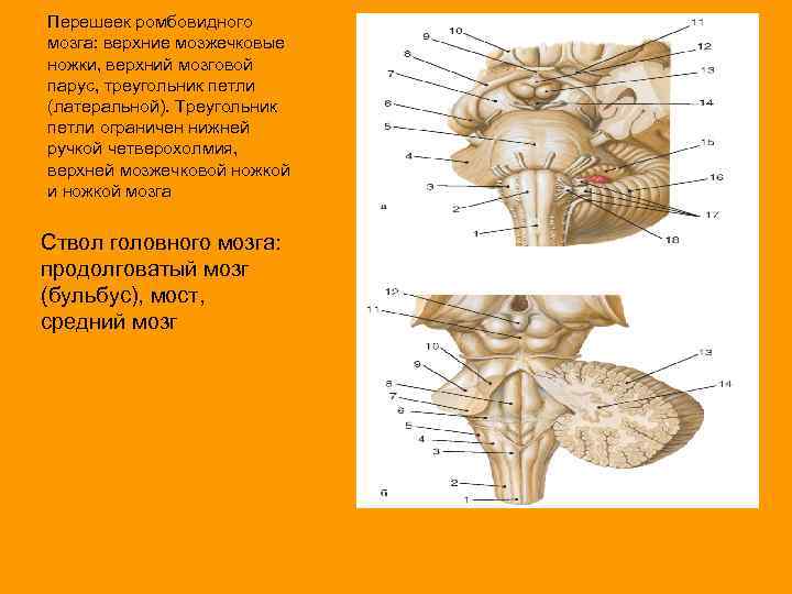 Перешеек ромбовидного мозга: верхние мозжечковые ножки, верхний мозговой парус, треугольник петли (латеральной). Треугольник петли