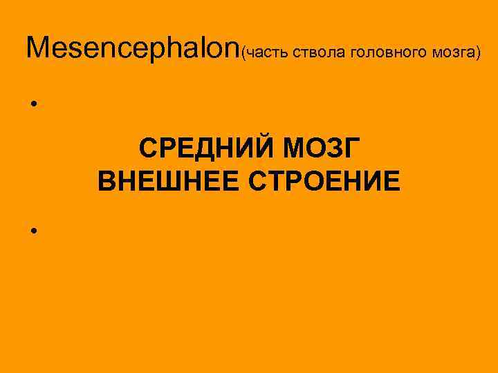 Mesencephalon(часть ствола головного мозга) • СРЕДНИЙ МОЗГ ВНЕШНЕЕ СТРОЕНИЕ • 