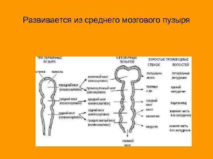 Развивается из среднего мозгового пузыря 