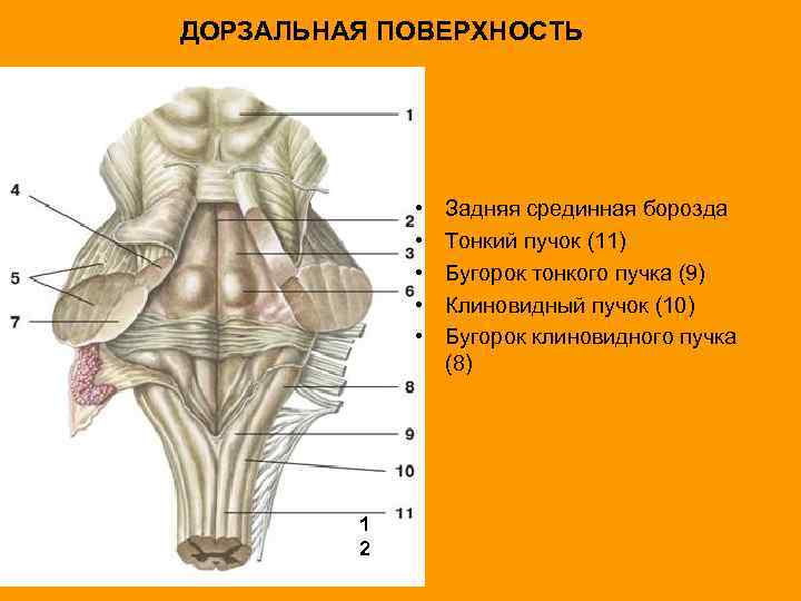 ДОРЗАЛЬНАЯ ПОВЕРХНОСТЬ • • • 1 2 Задняя срединная борозда Тонкий пучок (11) Бугорок