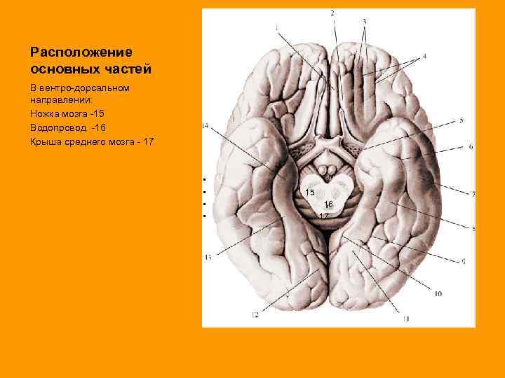 Расположение основных частей В вентро-дорсальном направлении: Ножка мозга -15 Водопровод -16 Крыша среднего мозга