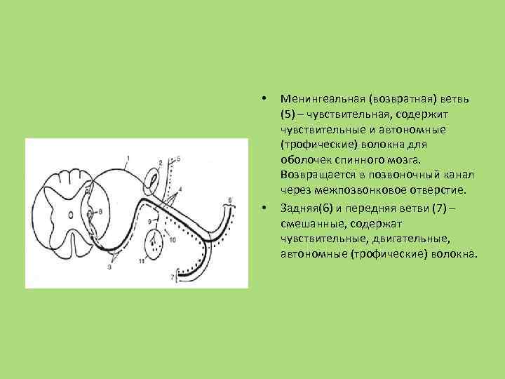  • • Менингеальная (возвратная) ветвь (5) – чувствительная, содержит чувствительные и автономные (трофические)