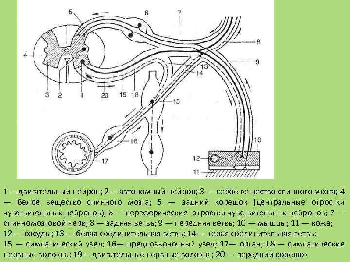 1 —двигательный нейрон; 2 —автономный нейрон; 3 — серое вещество спинного мозга; 4 —