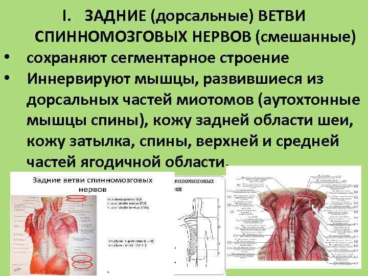 Шейно дорсальный