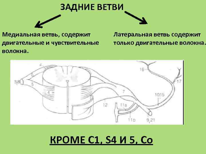 ЗАДНИЕ ВЕТВИ Медиальная ветвь, содержит двигательные и чувствительные волокна. Латеральная ветвь содержит только двигательные
