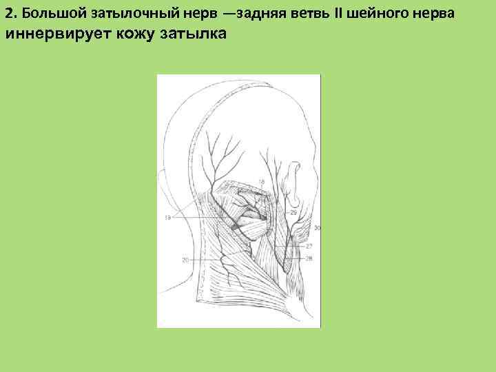 2. Большой затылочный нерв —задняя ветвь II шейного нерва иннервирует кожу затылка 