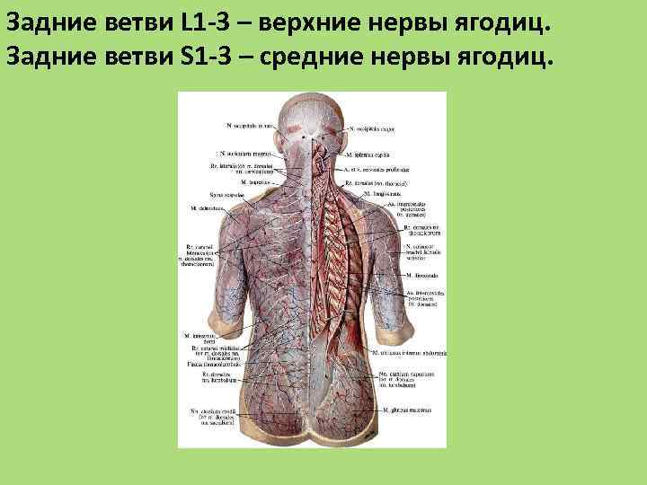 Задние ветви L 1 -3 – верхние нервы ягодиц. Задние ветви S 1 -3