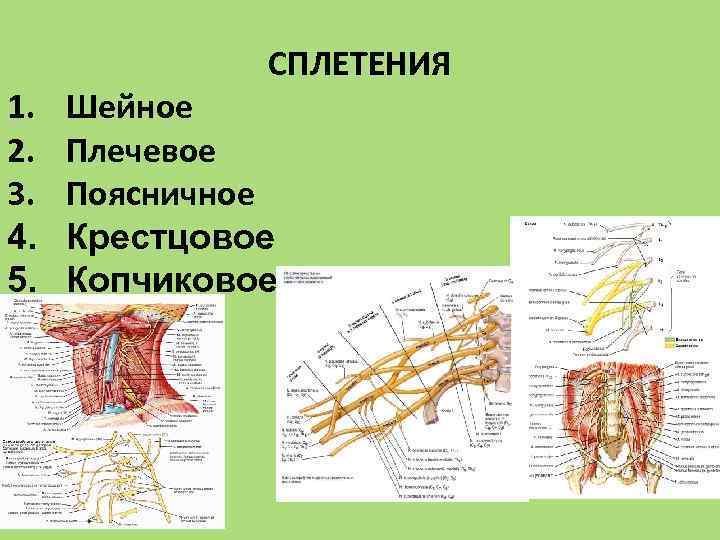 1. 2. 3. 4. 5. СПЛЕТЕНИЯ Шейное Плечевое Поясничное Крестцовое Копчиковое 