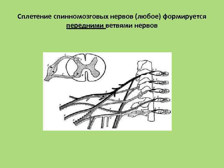 Сплетение спинномозговых нервов (любое) формируется передними ветвями нервов 