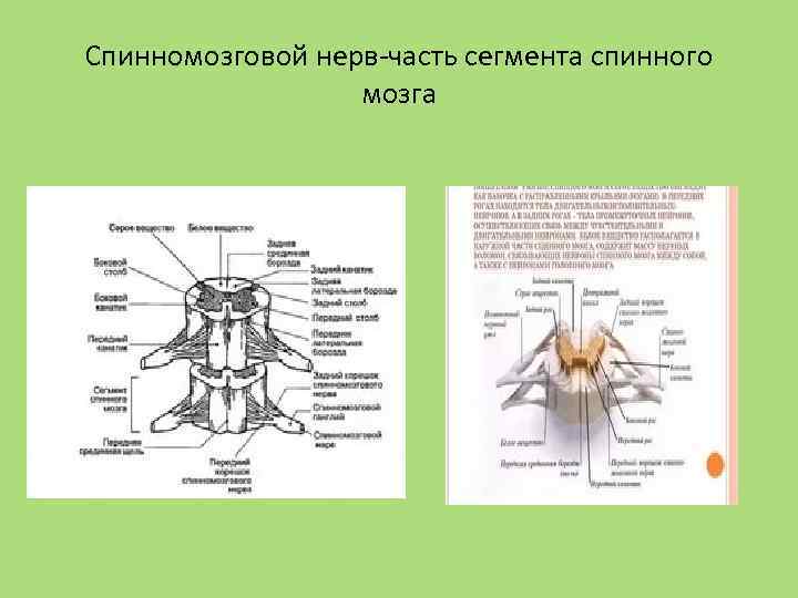 Спинномозговой нерв-часть сегмента спинного мозга 