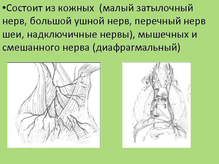  • Состоит из кожных (малый затылочный нерв, большой ушной нерв, перечный нерв шеи,
