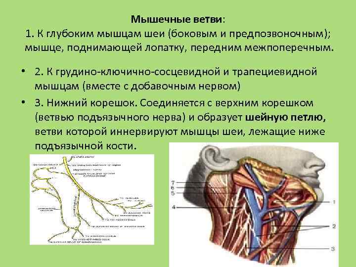 Поперечный нерв шеи