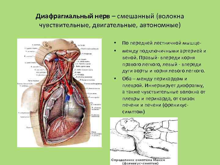 Диафрагмальный нерв – смешанный (волокна чувствительные, двигательные, автономные) • • • По передней лестничной