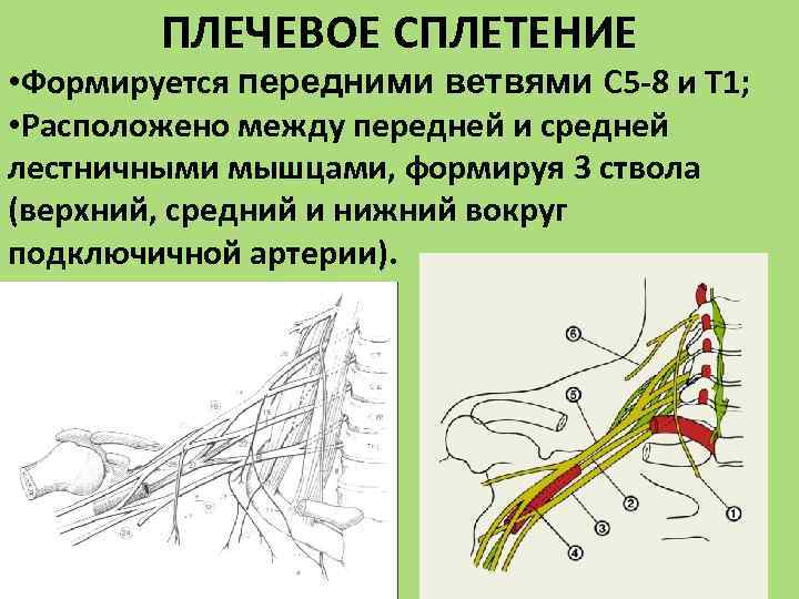 Плечевое сплетение рисунок