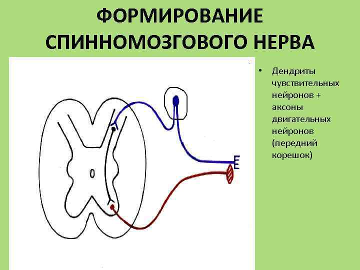 ФОРМИРОВАНИЕ СПИННОМОЗГОВОГО НЕРВА • Дендриты чувствительных нейронов + аксоны двигательных нейронов (передний корешок) 