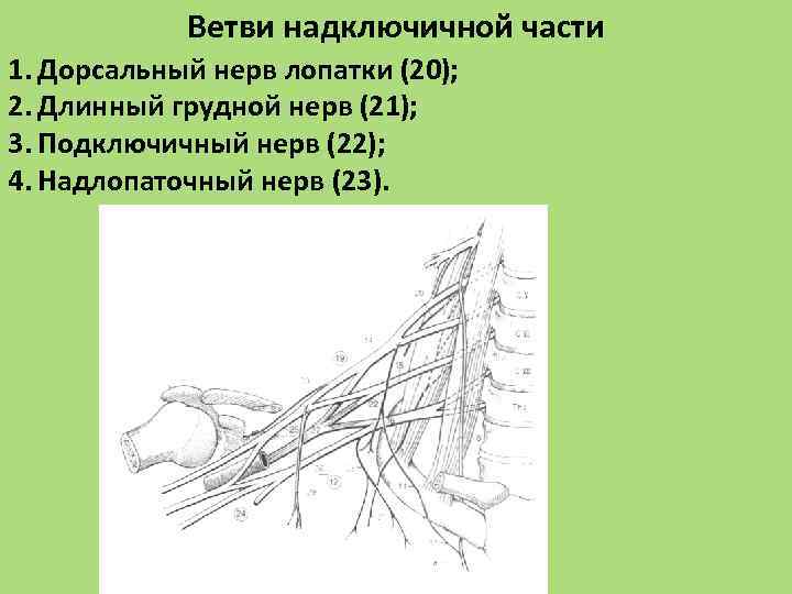 Ветви надключичной части 1. Дорсальный нерв лопатки (20); 2. Длинный грудной нерв (21); 3.