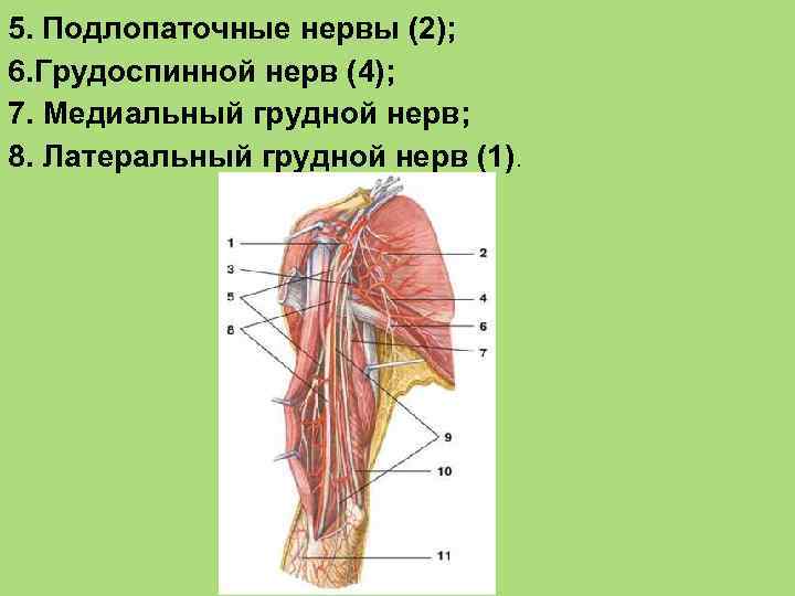 5. Подлопаточные нервы (2); 6. Грудоспинной нерв (4); 7. Медиальный грудной нерв; 8. Латеральный