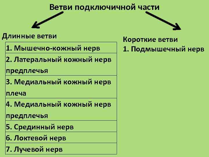 Ветви подключичной части Длинные ветви 1. Мышечно-кожный нерв 2. Латеральный кожный нерв предплечья 3.