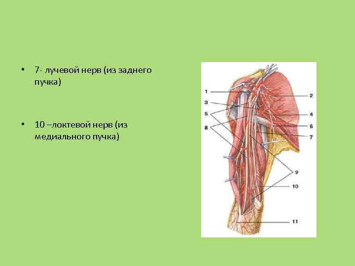  • 7 - лучевой нерв (из заднего пучка) • 10 –локтевой нерв (из