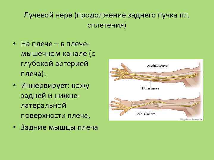Лучевой нерв (продолжение заднего пучка пл. сплетения) • На плече – в плечемышечном канале